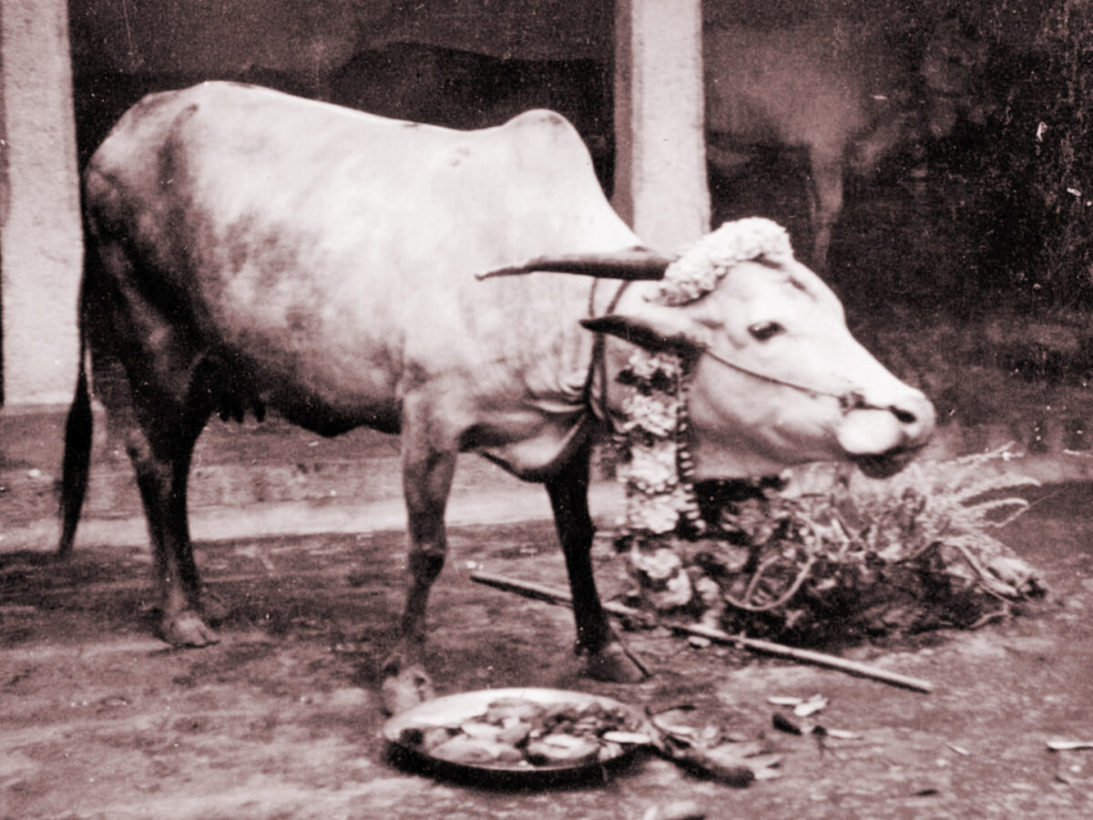 Cow lakshmi