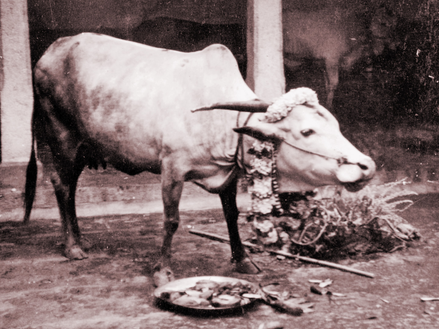 Cow lakshmi