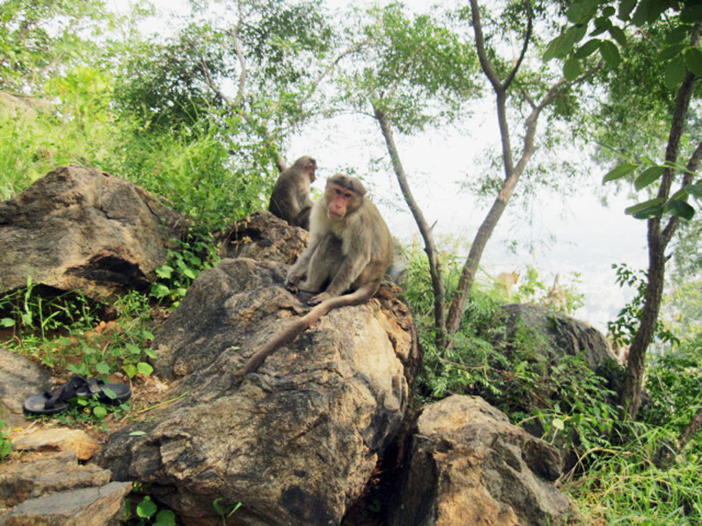 Monkeys