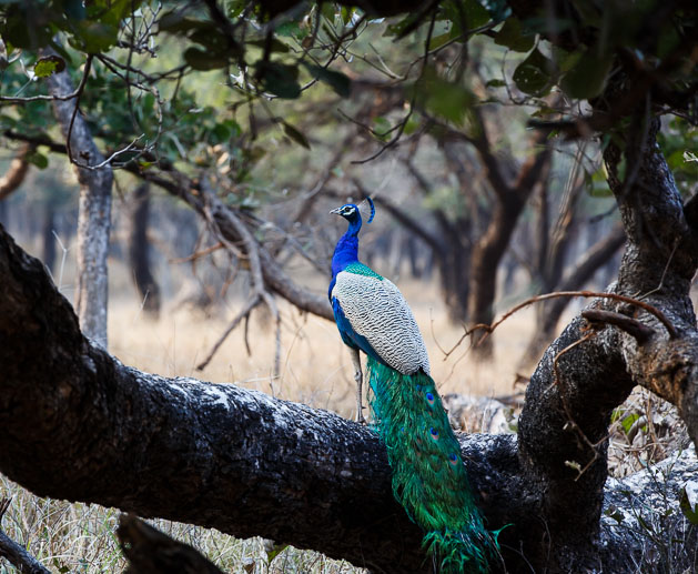 Peacock