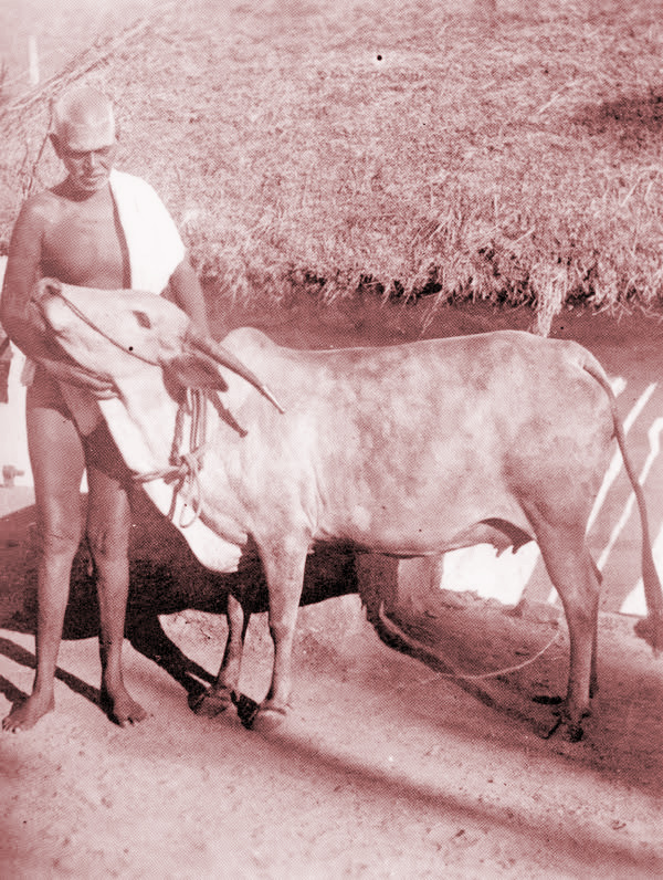 Ramana Lakshmi 16