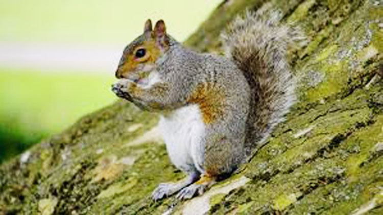 Squirrel3