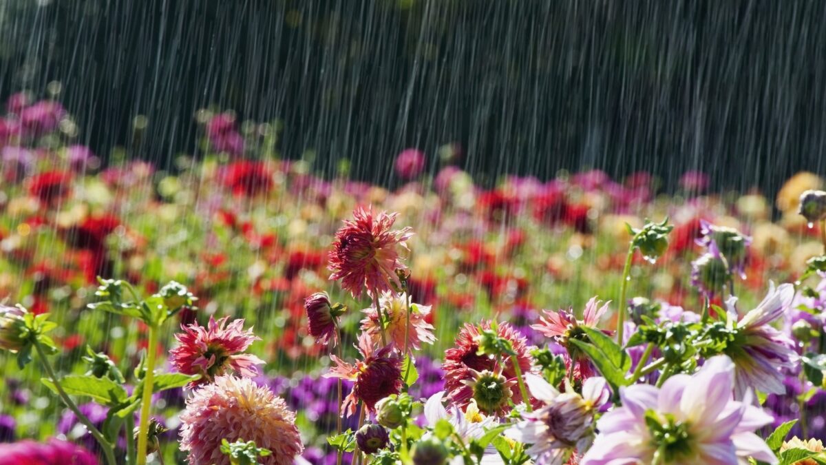 Rain, rain....come back again....